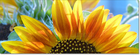 # P6148 Sunflowers - Blue Panorama
