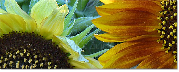 # P6145 Sunflowers - Two Centers Panorama