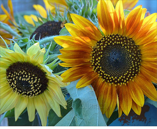 # 6143 Sunflowers - In Close Landscape