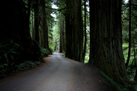 Redwood National Park 2010