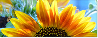 # P6148 Sunflowers - Blue Panorama