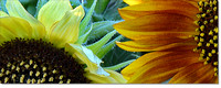 # P6145 Sunflowers - Two Centers Panorama