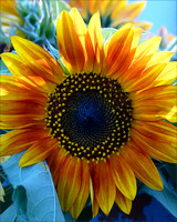 # 6148 Sunflowers - Flower in Focus