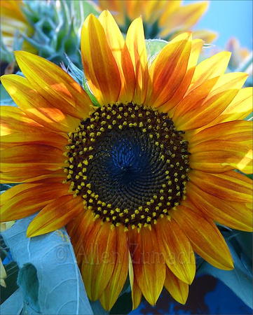 # 6148 Sunflowers - Flower in Focus