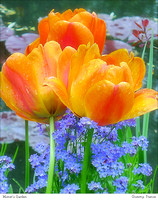 # 6014 Monet's Garden - Tulip Accents
